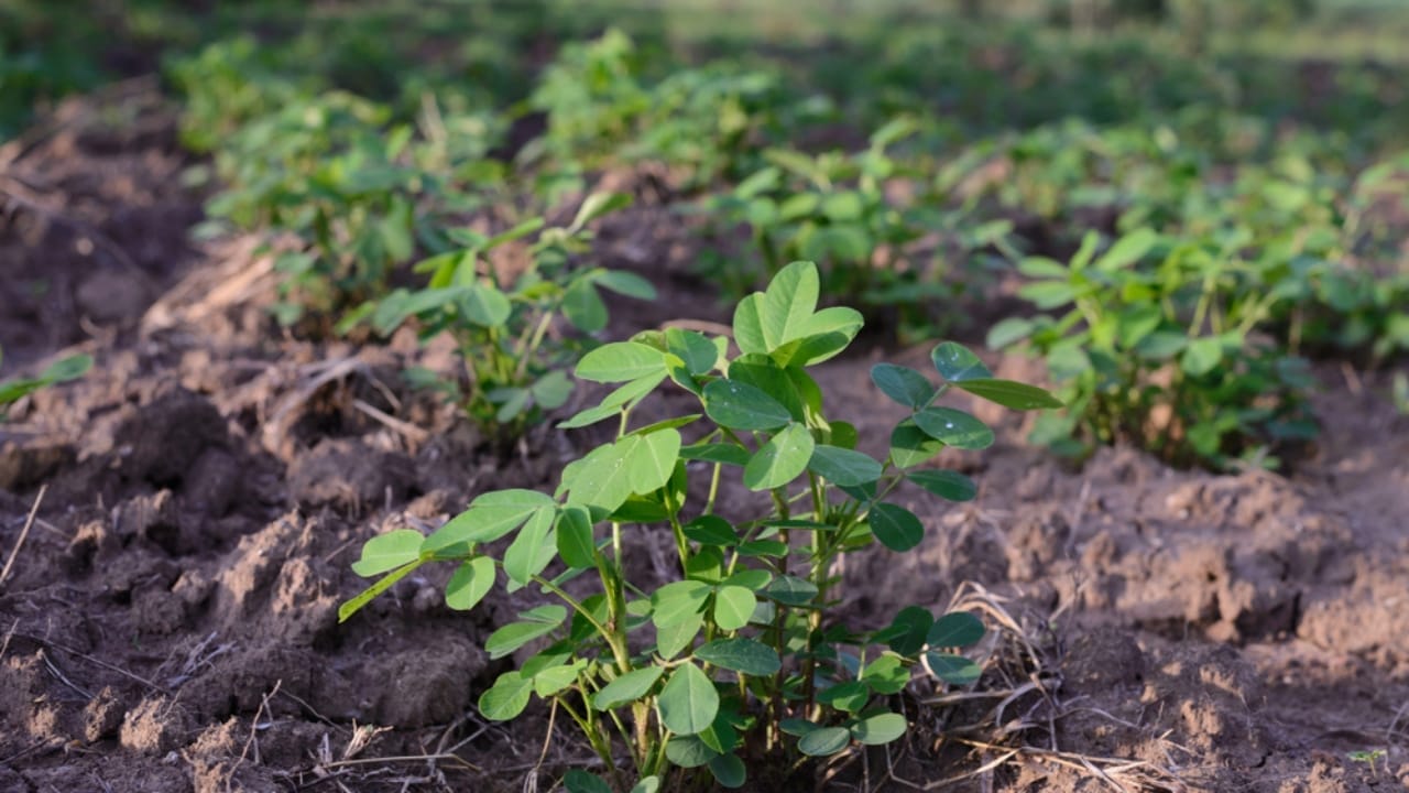15 Edible Perennials to Outcompete Weeds in Your Garden 13 15 Edible Perennials to Outcompete Weeds in Your Garden - groundnut ss776649760