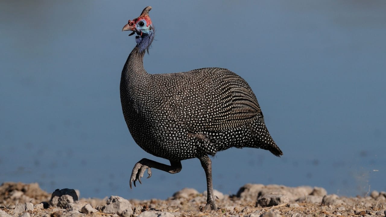 Thinking About Guinea Fowl... 16 Facts to Consider 14 Thinking About Guinea Fowl... 16 Facts to Consider - guinea fowl bird dp161230094