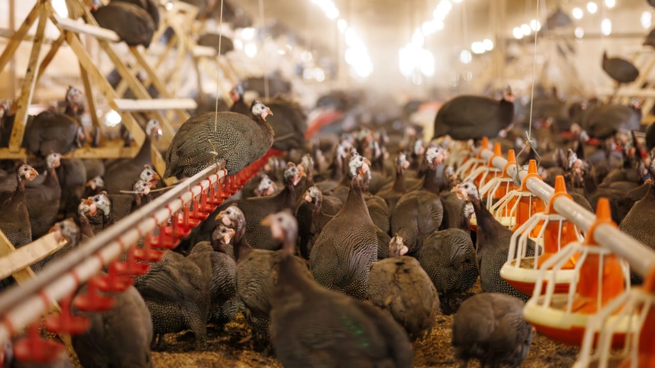 Thinking About Guinea Fowl... 16 Facts to Consider 5 Thinking About Guinea Fowl... 16 Facts to Consider - guinea fowl care dp737799092