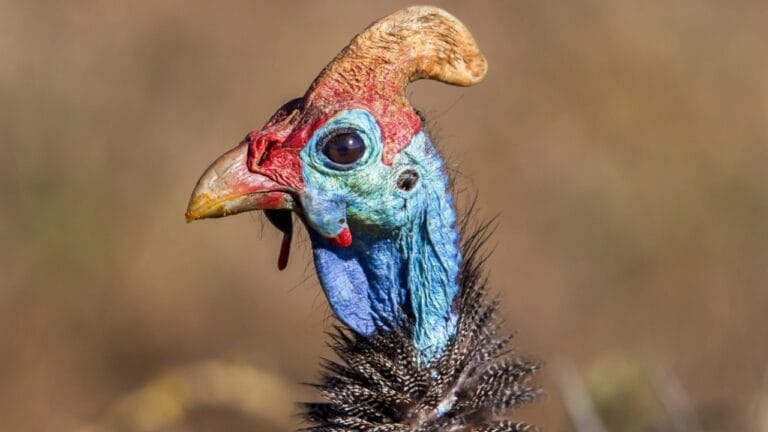 Thinking About Guinea Fowl... 16 Facts to Consider 10 Thinking About Guinea Fowl... 16 Facts to Consider - guinea fowl dp251066374