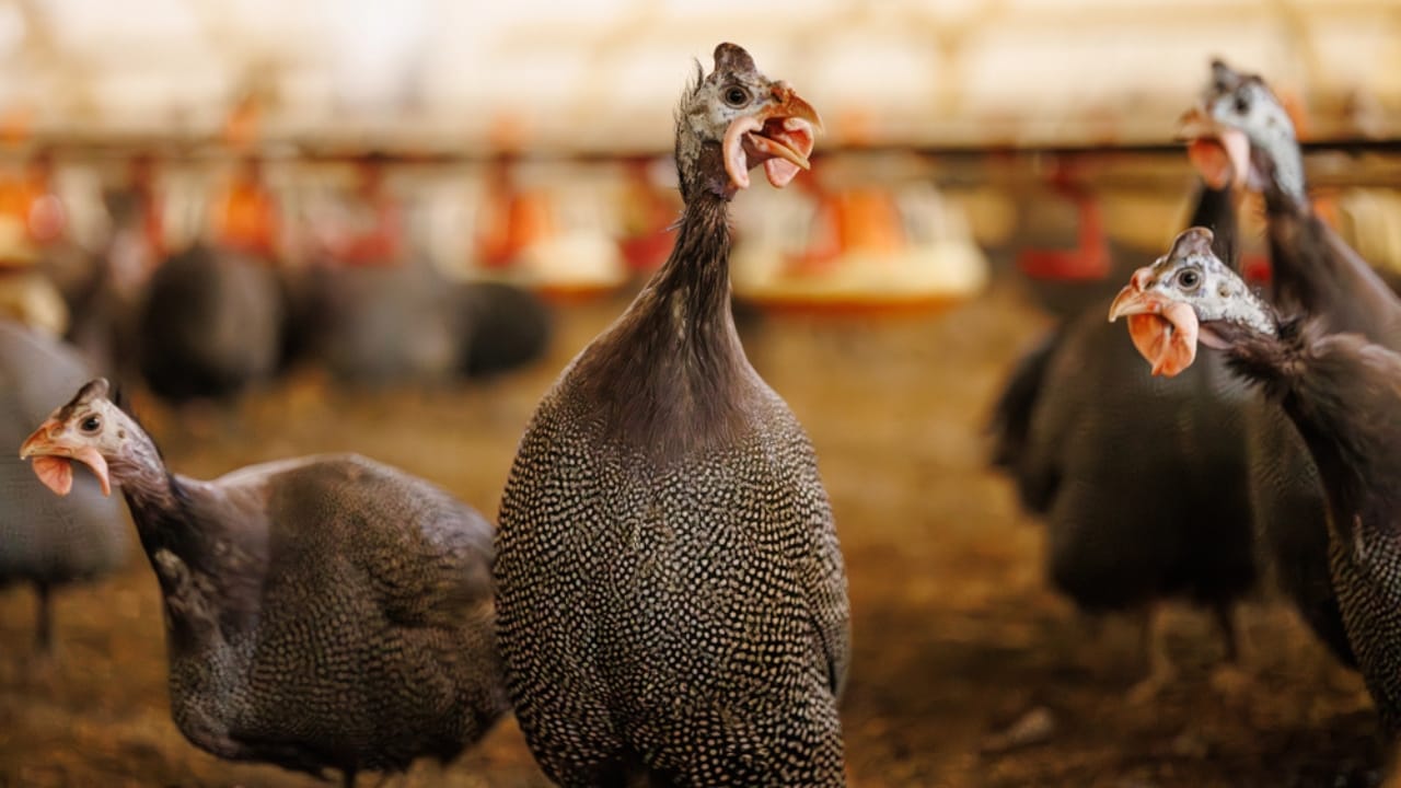 Thinking About Guinea Fowl... 16 Facts to Consider - guinea fowl flock dp744629960