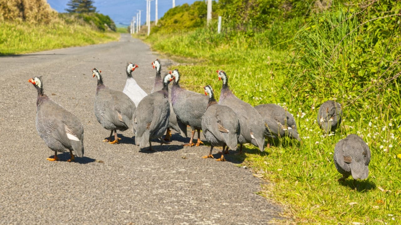 Thinking About Guinea Fowl... 16 Facts to Consider 17 Thinking About Guinea Fowl... 16 Facts to Consider - guinea fowl history dp224695626