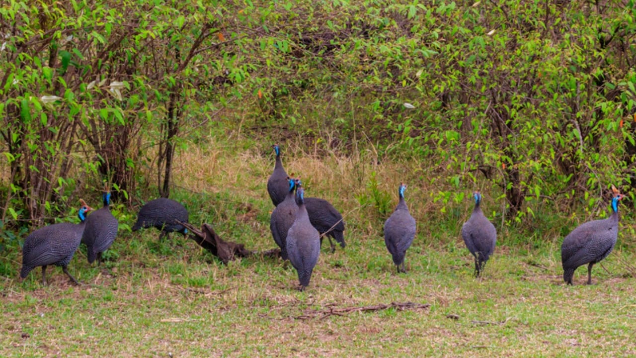 Thinking About Guinea Fowl... 16 Facts to Consider 3 Thinking About Guinea Fowl... 16 Facts to Consider - guinea fowl in forest dp545843176