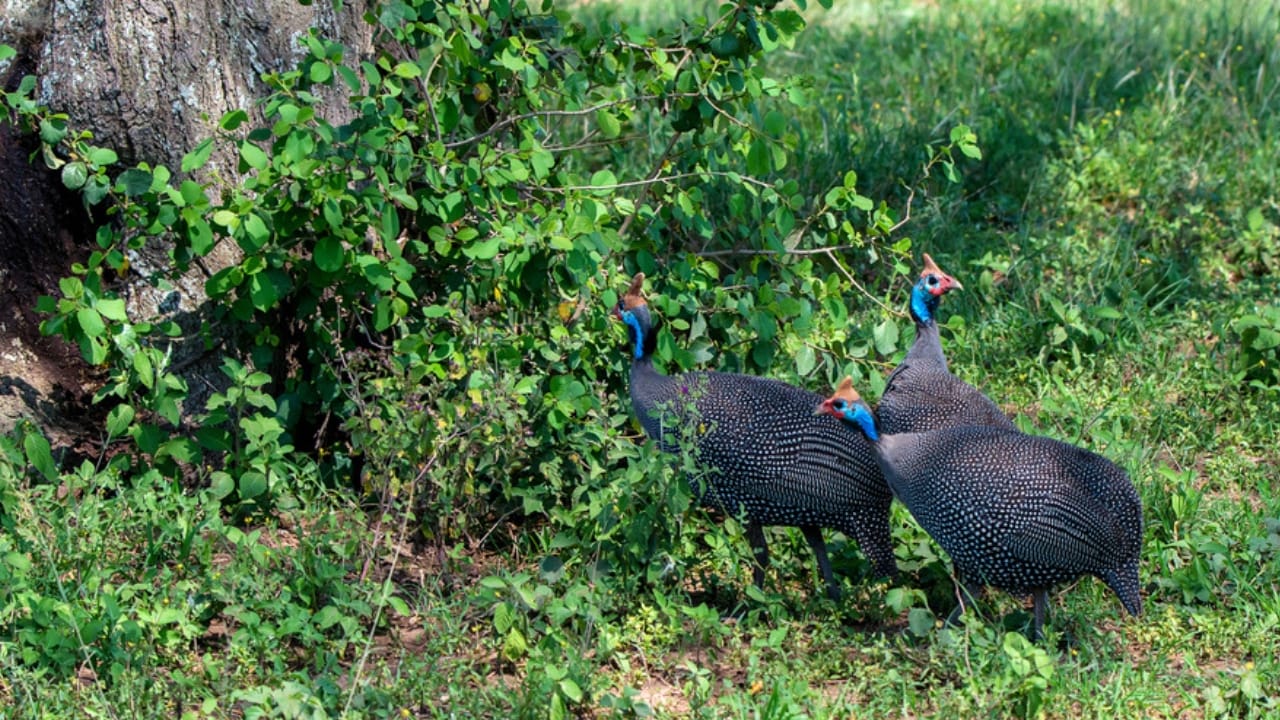 Thinking About Guinea Fowl... 16 Facts to Consider 7 Thinking About Guinea Fowl... 16 Facts to Consider - guinea fowl in grass dp210839564