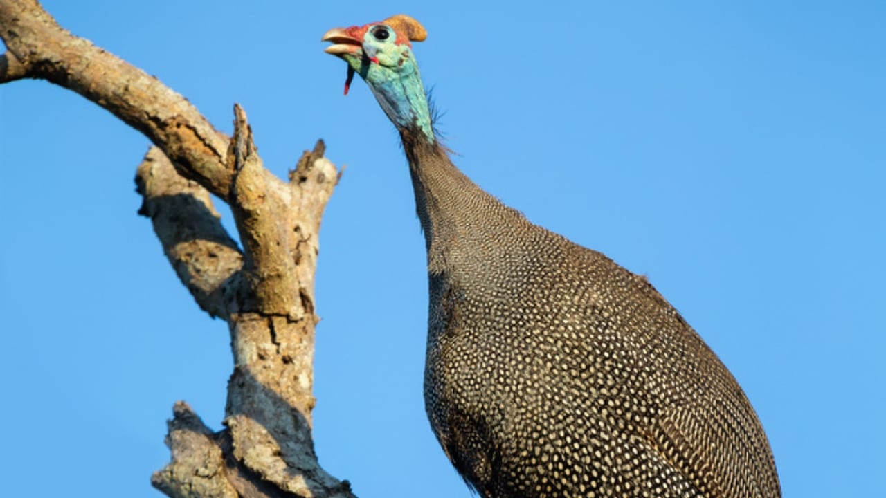 Thinking About Guinea Fowl... 16 Facts to Consider 9 Thinking About Guinea Fowl... 16 Facts to Consider - guinea fowl in tree dp343845750