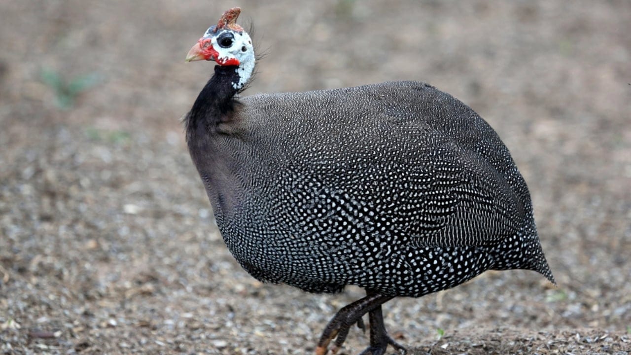 Thinking About Guinea Fowl... 16 Facts to Consider 15 Thinking About Guinea Fowl... 16 Facts to Consider - guinea fowl lifespan dp35840079