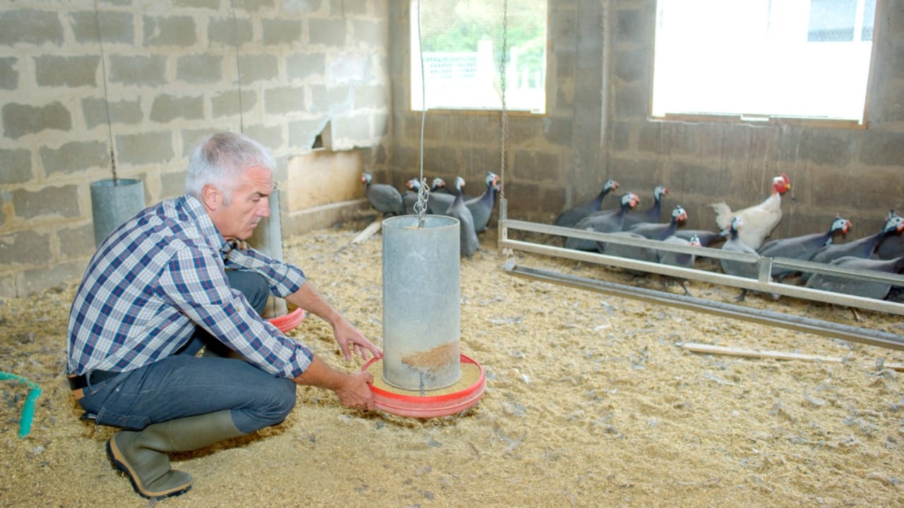 Thinking About Guinea Fowl... 16 Facts to Consider 16 Thinking About Guinea Fowl... 16 Facts to Consider - guinea fowl poultry dp183990334