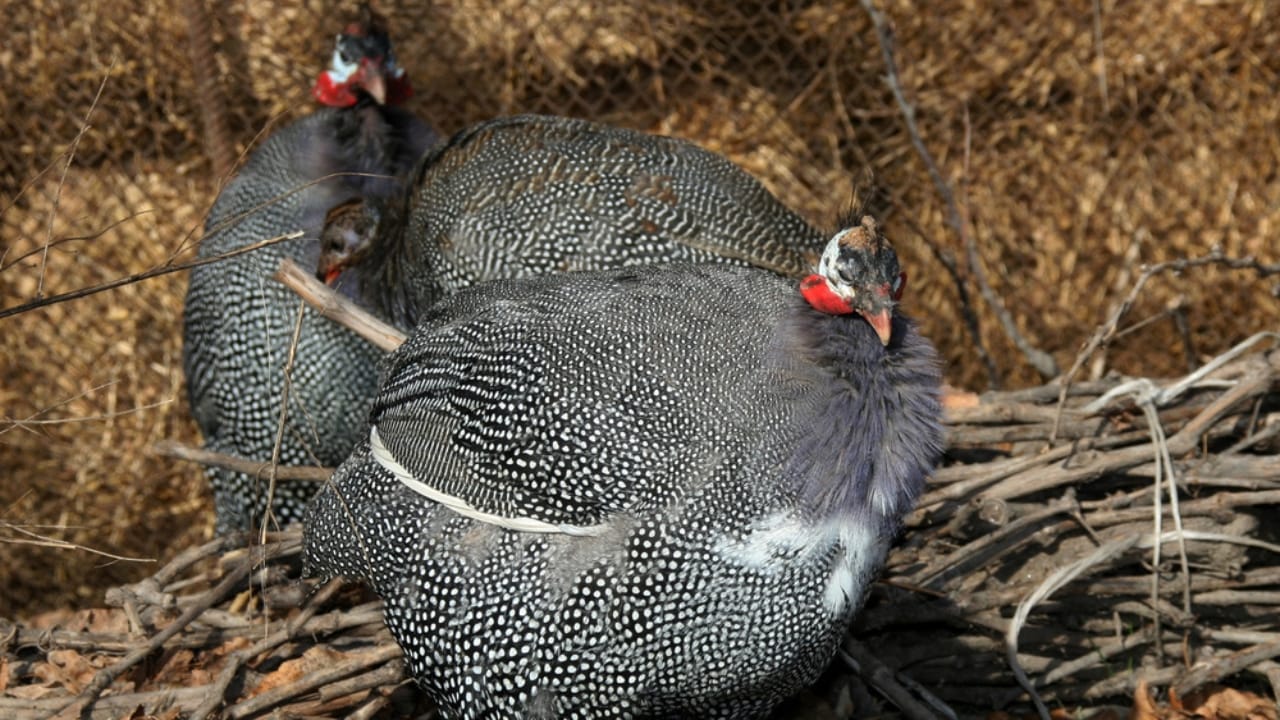 Thinking About Guinea Fowl... 16 Facts to Consider 13 Thinking About Guinea Fowl... 16 Facts to Consider -