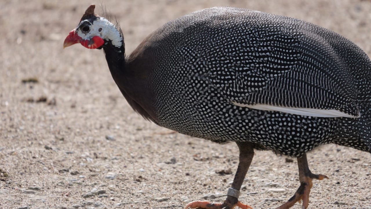 Thinking About Guinea Fowl... 16 Facts to Consider 8 Thinking About Guinea Fowl... 16 Facts to Consider - guinea fowl sniffing dp581420746
