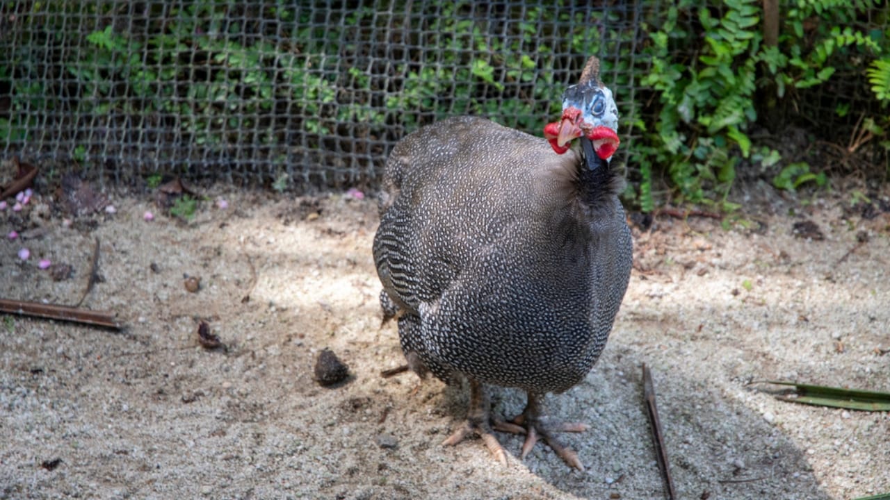 Thinking About Guinea Fowl... 16 Facts to Consider 10 Thinking About Guinea Fowl... 16 Facts to Consider - guinea fowl territorial dp689567192