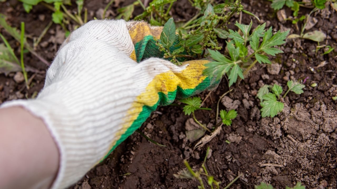 Say Goodbye to Driveway Weeds with These 15 Methods 4 Say Goodbye to Driveway Weeds with These 15 Methods - hand weeding ss2509884929