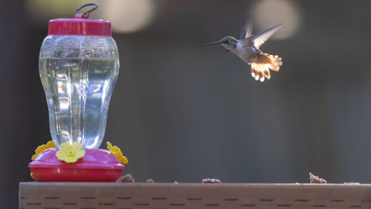 5 Simple Steps to Keep Bird Feeders Disease-Free 5 5 Simple Steps to Keep Bird Feeders Disease-Free - hanging bird feeder dp467565850