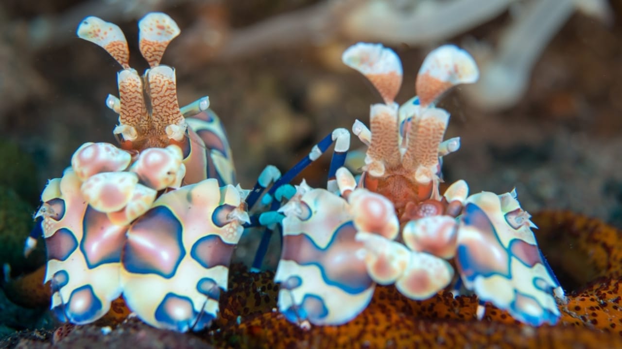 30 Unique Non-Fish Pets to Bring Life to Your Home Aquarium 10 30 Unique Non-Fish Pets to Bring Life to Your Home Aquarium - harlequin shrimp dp393759926