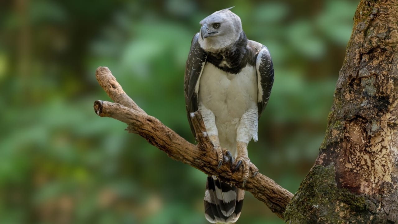 18 Facts About the Harpy Eagle, the Amazon’s Fiercest Raptor 13 18 Facts About the Harpy Eagle, the Amazon’s Fiercest Raptor - harpy eagle america ss2522886867
