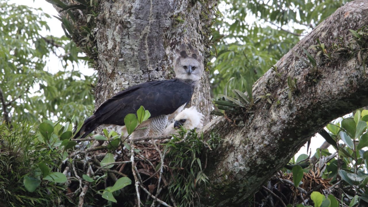 18 Facts About the Harpy Eagle, the Amazon’s Fiercest Raptor - harpy eagle chick ss1269634276