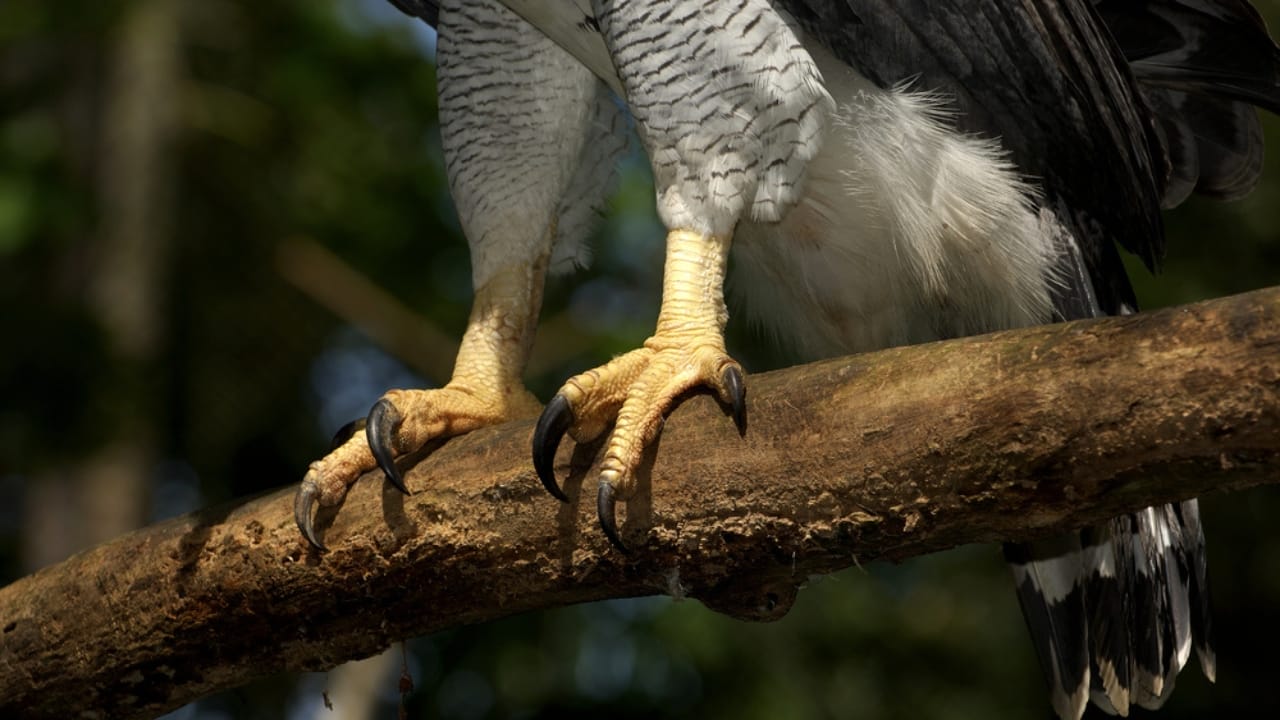 18 Facts About the Harpy Eagle, the Amazon’s Fiercest Raptor - harpy eagle claw ss110478677