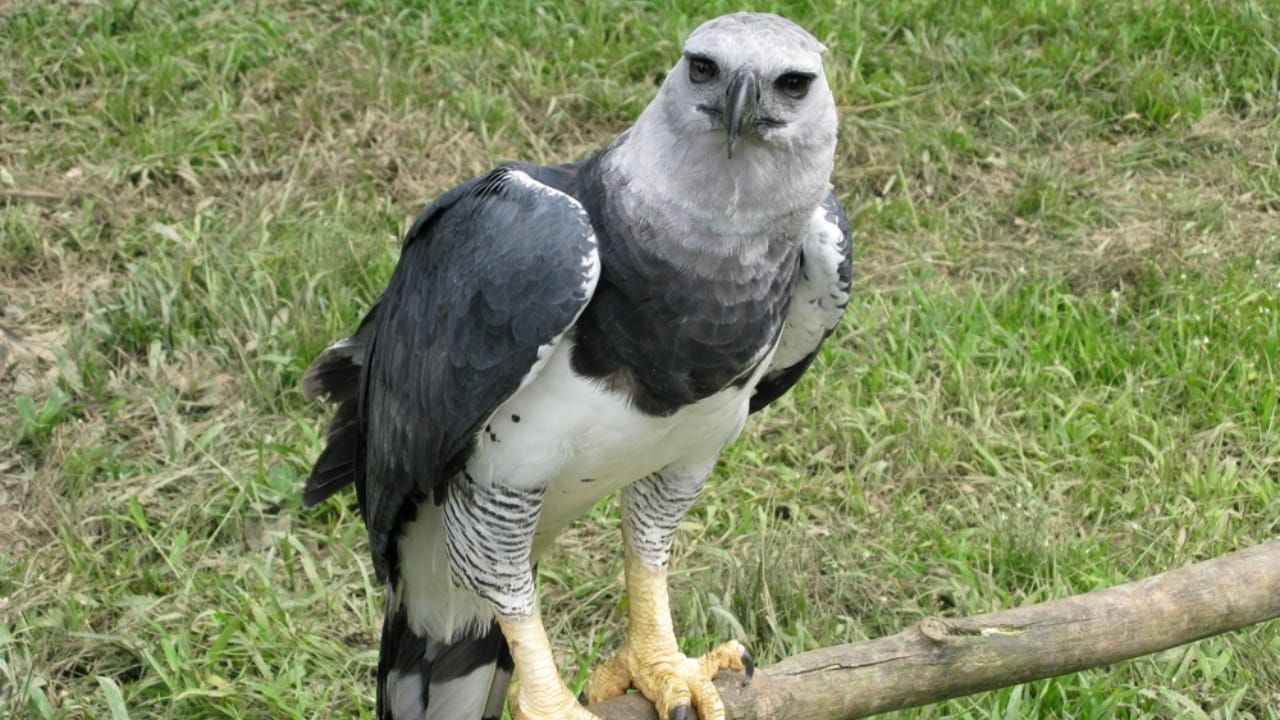 18 Facts About the Harpy Eagle, the Amazon’s Fiercest Raptor - harpy eagle deforestation ss2414409981
