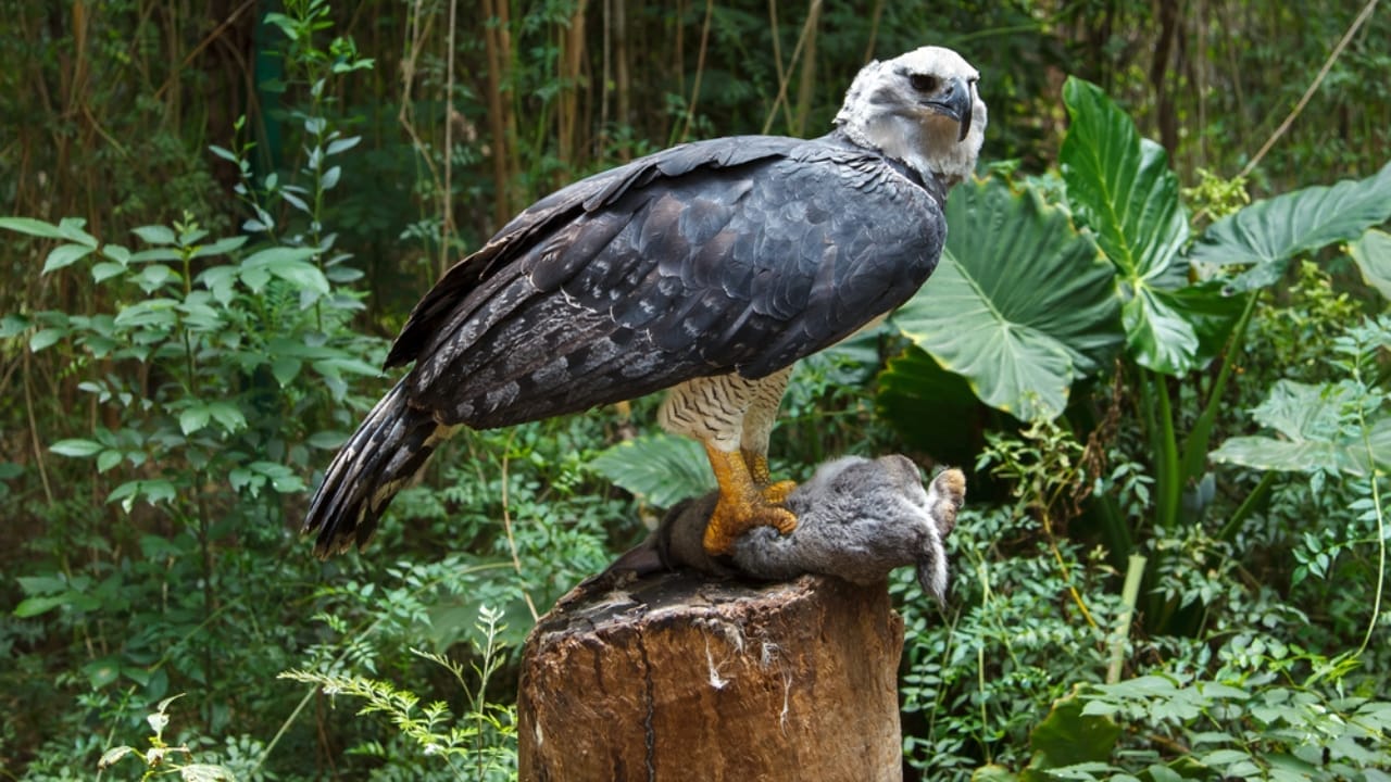 18 Facts About the Harpy Eagle, the Amazon’s Fiercest Raptor - harpy eagle eating ss451316980