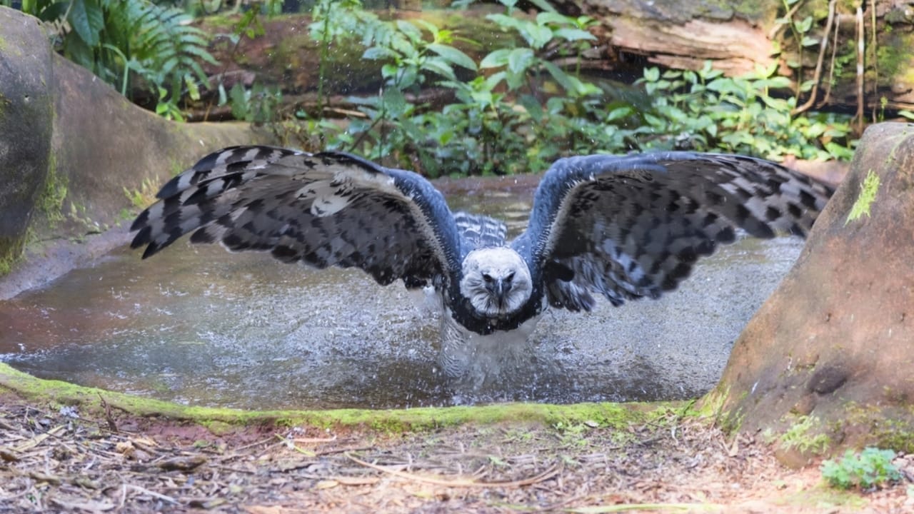 18 Facts About the Harpy Eagle, the Amazon’s Fiercest Raptor - harpy eagle ecosystem ss2135409985