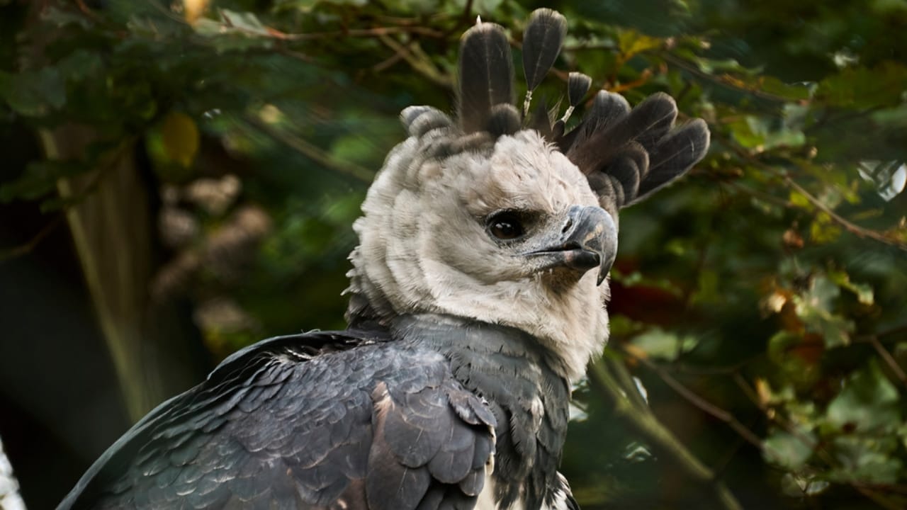 18 Facts About the Harpy Eagle, the Amazon’s Fiercest Raptor 6 18 Facts About the Harpy Eagle, the Amazon’s Fiercest Raptor - harpy eagle feather ss1934656364