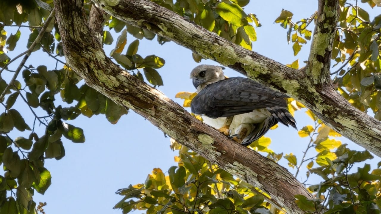18 Facts About the Harpy Eagle, the Amazon’s Fiercest Raptor - harpy eagle forest ss2495974793