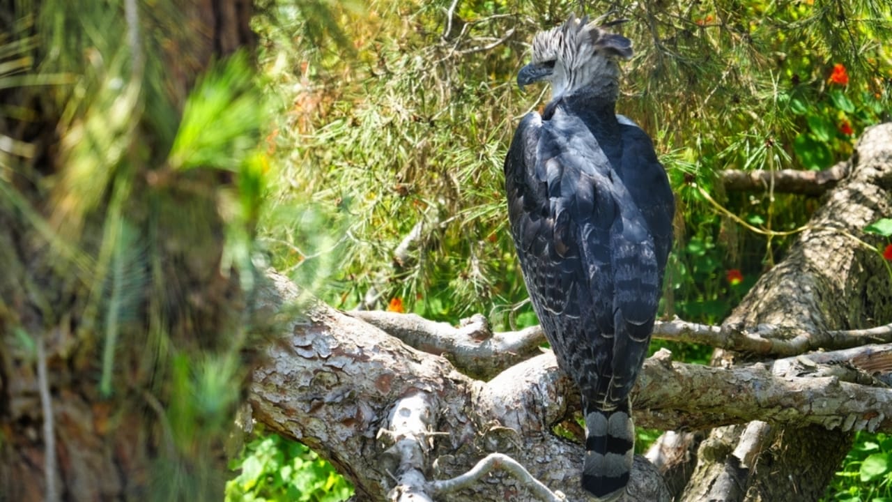 18 Facts About the Harpy Eagle, the Amazon’s Fiercest Raptor 14 18 Facts About the Harpy Eagle, the Amazon’s Fiercest Raptor - harpy eagle in tree ss2461068863