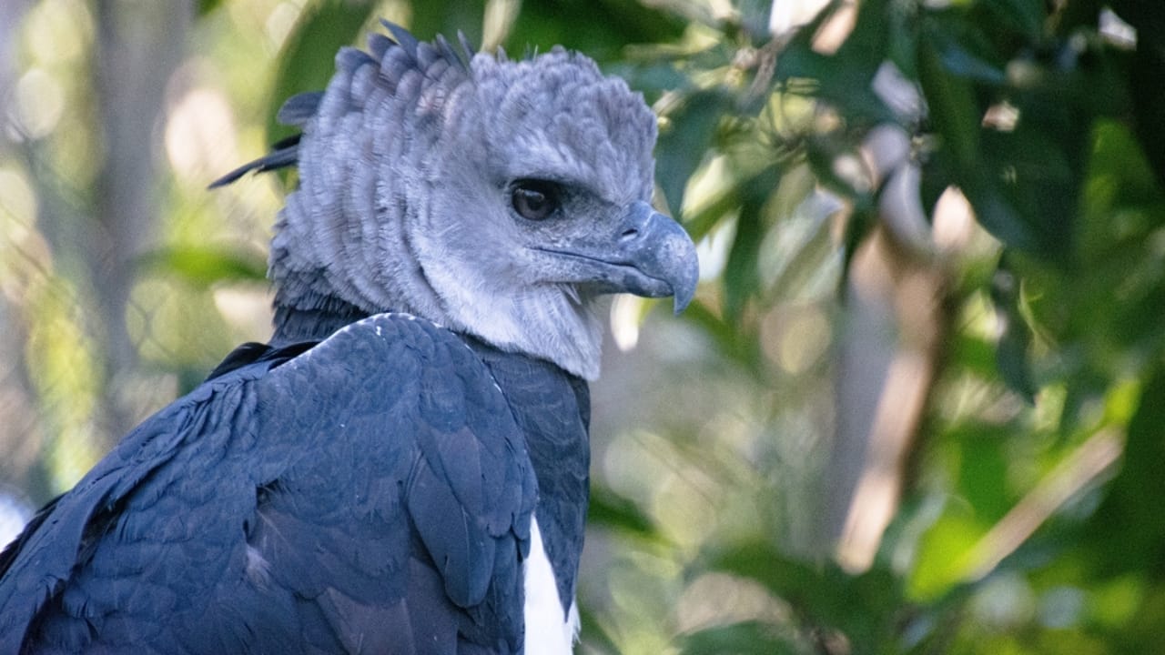 18 Facts About the Harpy Eagle, the Amazon’s Fiercest Raptor - harpy eagle lifespan ss2283469081