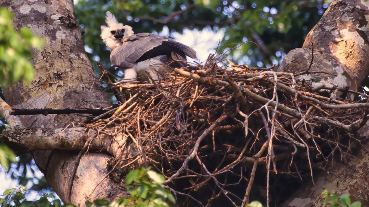 18 Facts About the Harpy Eagle, the Amazon’s Fiercest Raptor - harpy eagle nest ss2149453725