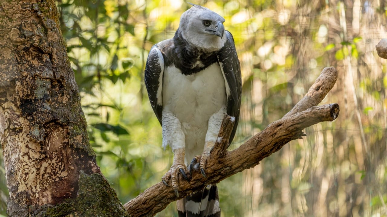 18 Facts About the Harpy Eagle, the Amazon’s Fiercest Raptor 11 18 Facts About the Harpy Eagle, the Amazon’s Fiercest Raptor - harpy eagle predator ss1889115451