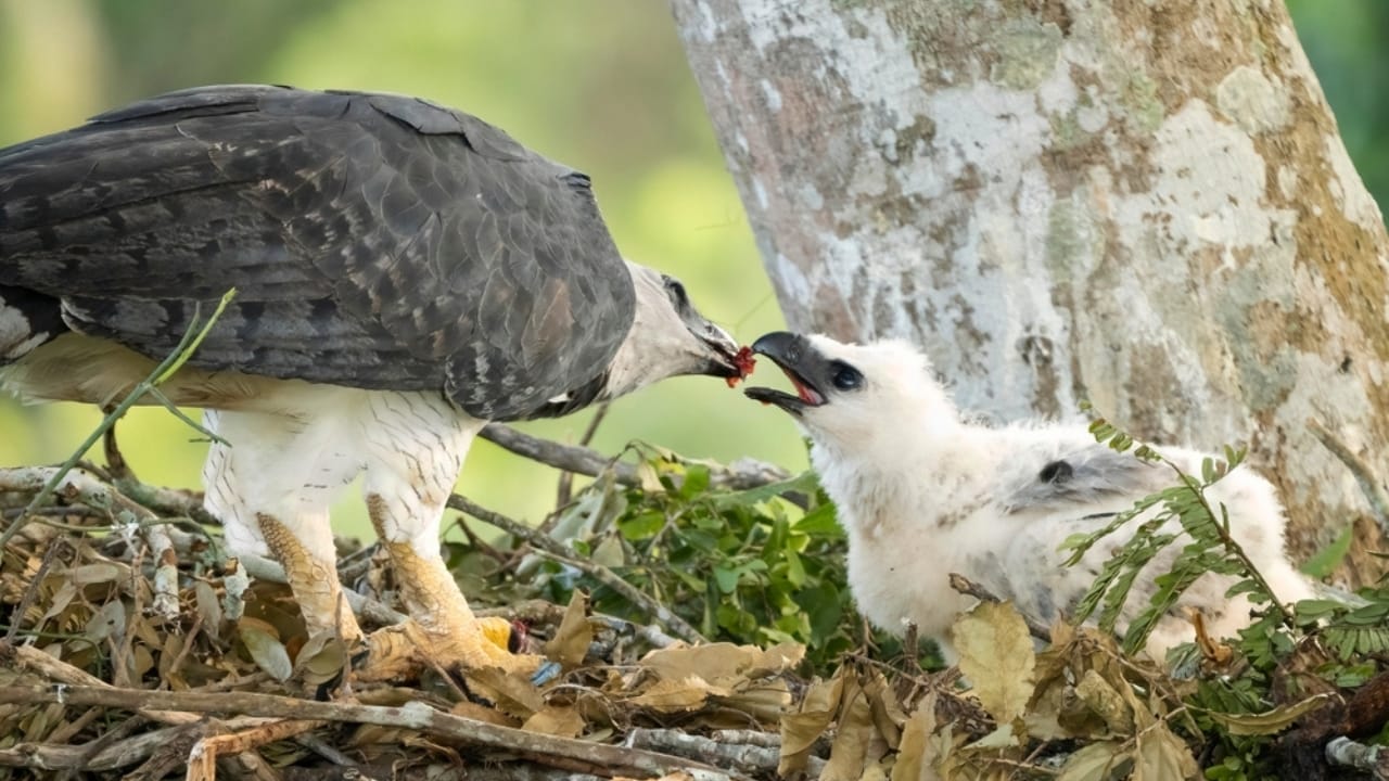 18 Facts About the Harpy Eagle, the Amazon’s Fiercest Raptor - harpy eagle relationship ss2313479381