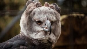 18 Facts About the Harpy Eagle, the Amazon’s Fiercest Raptor 1 18 Facts About the Harpy Eagle, the Amazon’s Fiercest Raptor - harpy eagle ss1730732125