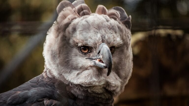 18 Facts About the Harpy Eagle, the Amazon’s Fiercest Raptor - harpy eagle ss1730732125