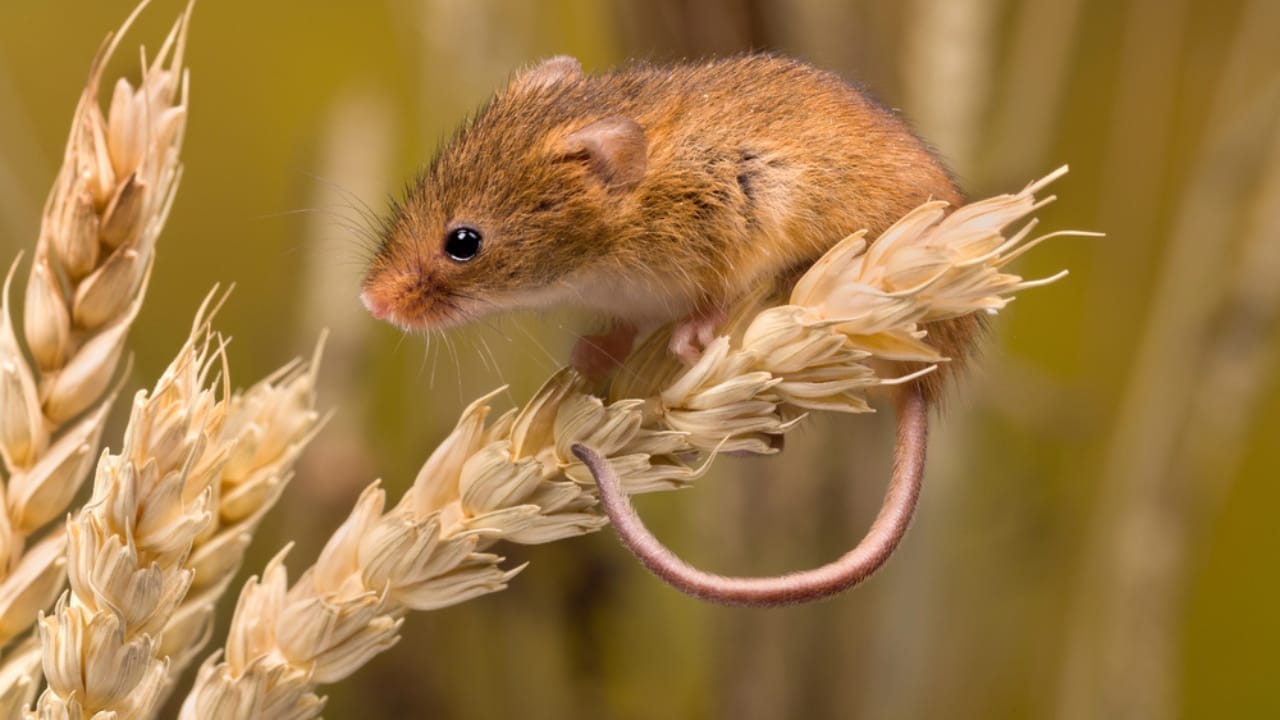 10 Nest Builders That Aren’t Birds —Meet Nature’s Unexpected Architects 10 10 Nest Builders That Aren’t Birds —Meet Nature’s Unexpected Architects - harvest mice dp170145916