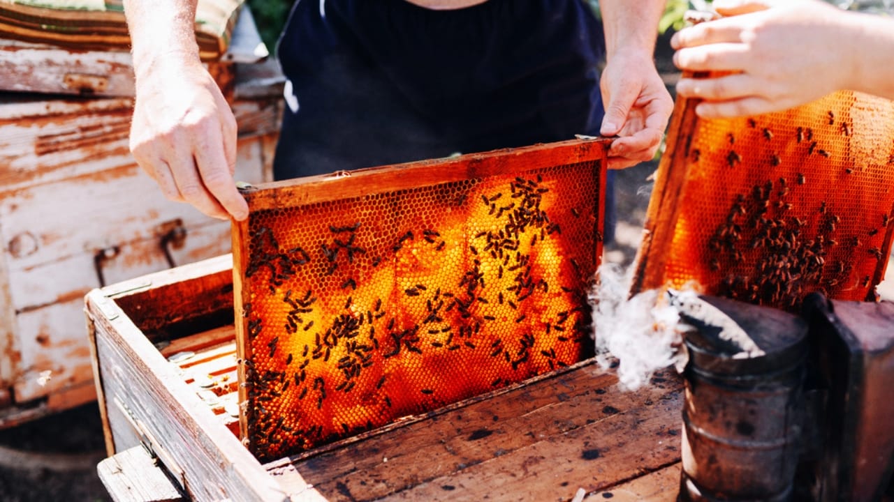 From Hive to Jar: The Art & Science of Harvesting Honey - harvesting honey dp124628196