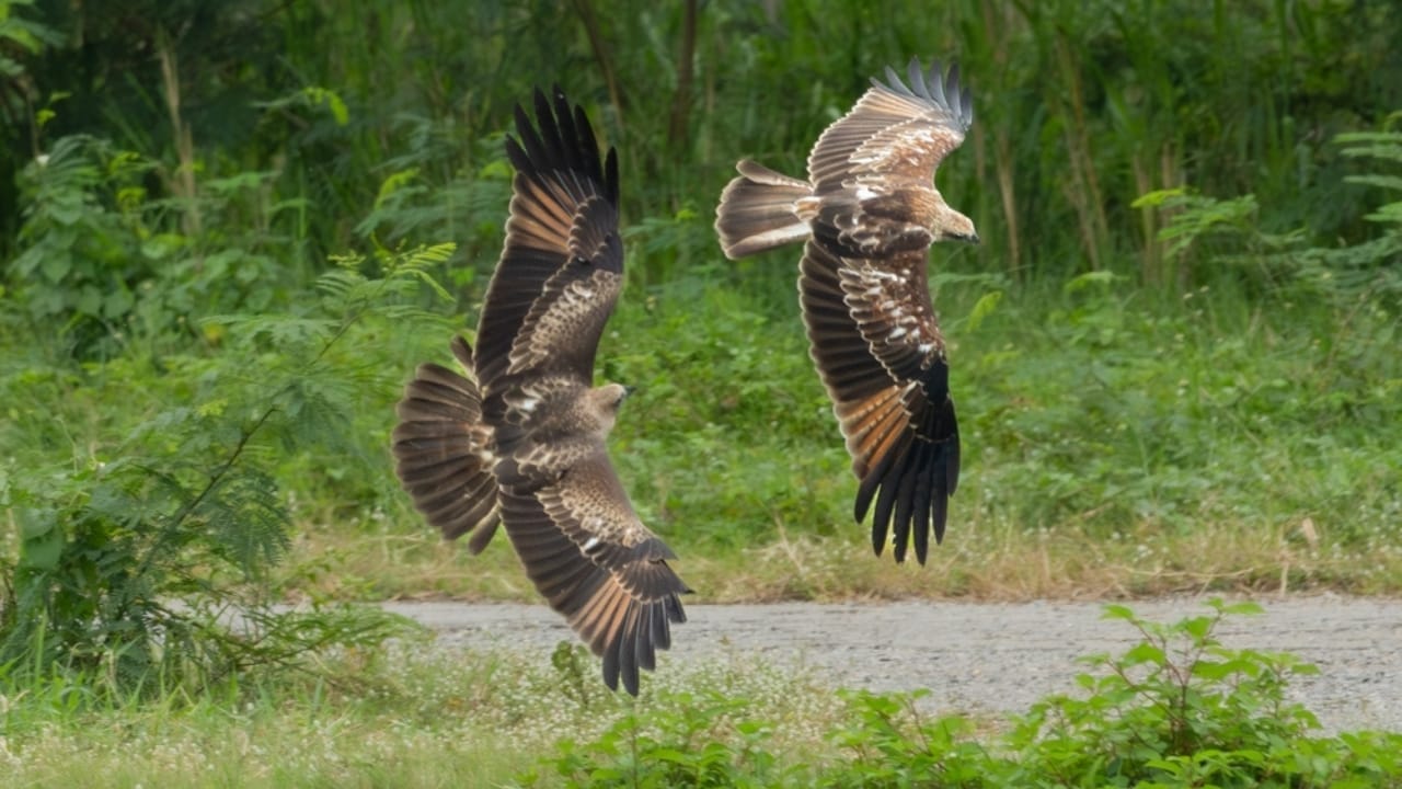 10 Spiritual Messages Hawks May Be Sending You 3 10 Spiritual Messages Hawks May Be Sending You - hawk flying ss2508462857