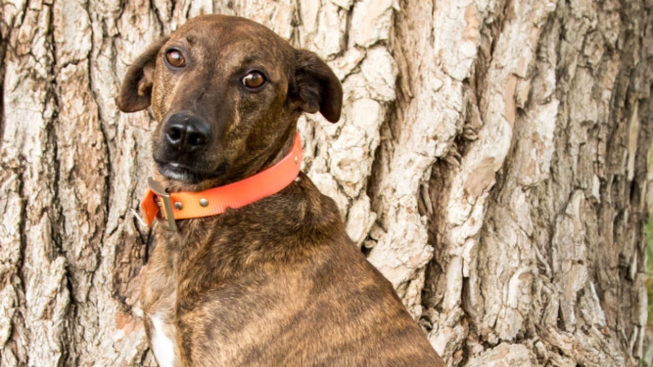 Meet the Plott Dog: 7 Reasons This Rare Hound Deserves Fame - health of plott hound ss1516084934