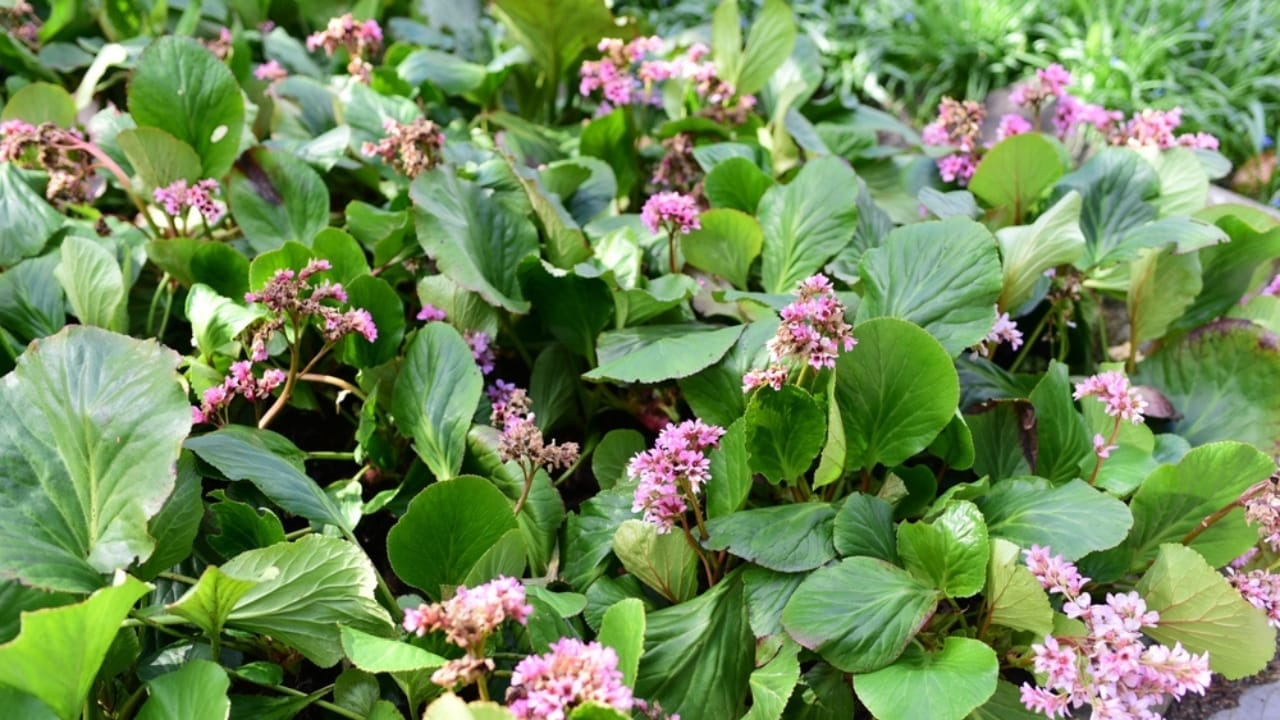 15 Evergreen Perennials for Constant Color & Natural Weed Control - heartleaf bergenia ss2454200311