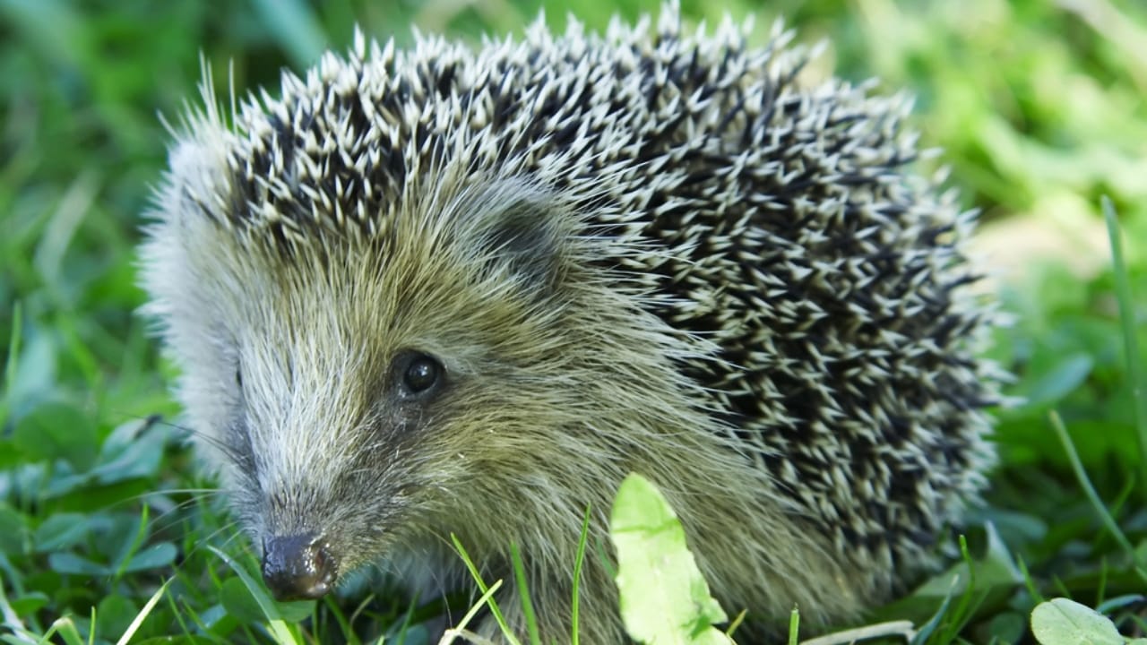 15 Hedgehog Facts That Prove They’re More Than Just Adorable Little Spikes 5 15 Hedgehog Facts That Prove They’re More Than Just Adorable Little Spikes - hedgehog dp1724453