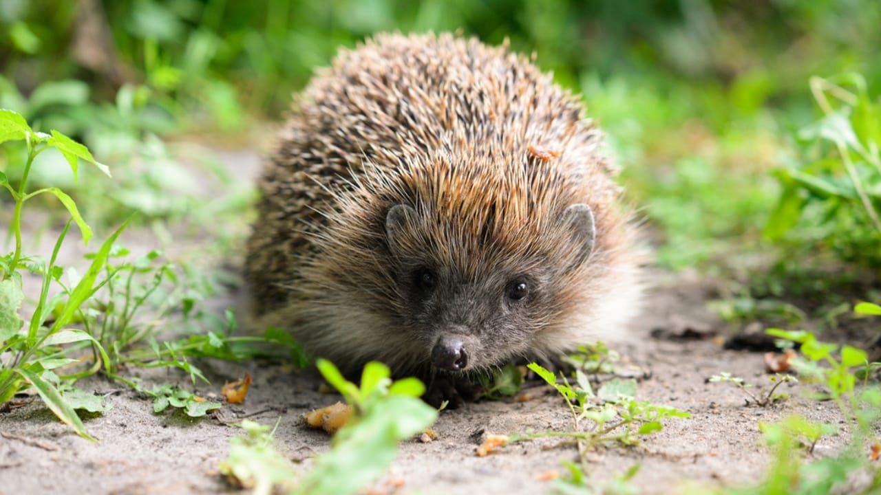 15 Hedgehog Facts That Prove They’re More Than Just Adorable Little Spikes 16 15 Hedgehog Facts That Prove They’re More Than Just Adorable Little Spikes - hedgehog dp471479526