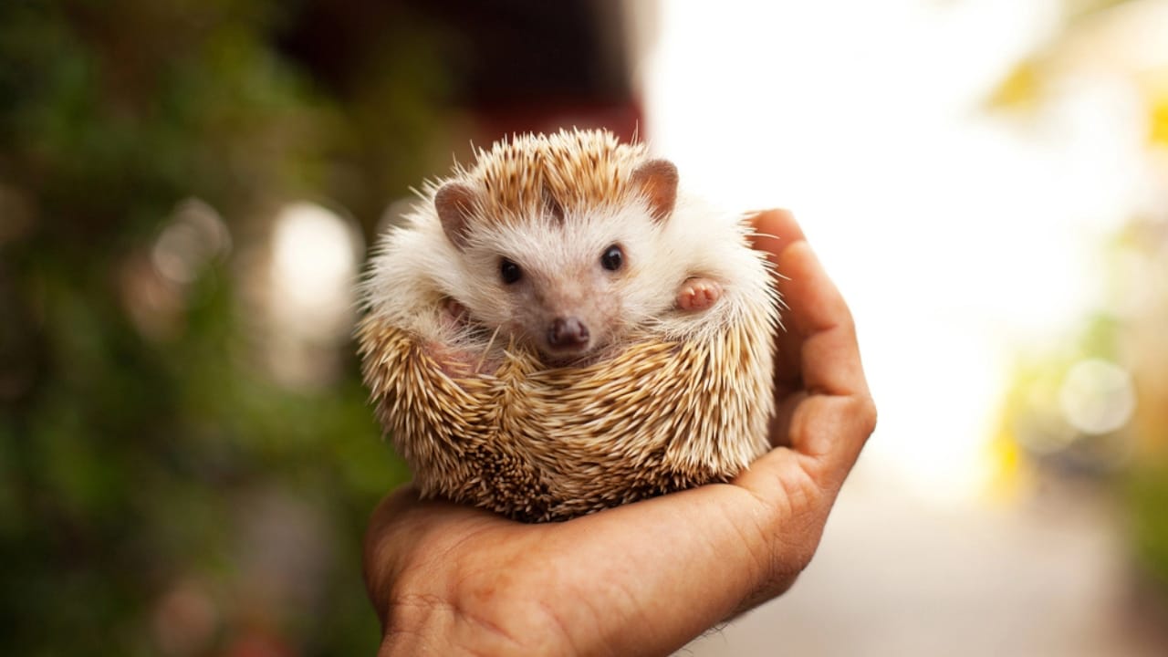 15 Hedgehog Facts That Prove They’re More Than Just Adorable Little Spikes 4 15 Hedgehog Facts That Prove They’re More Than Just Adorable Little Spikes - hedgehog dp63603171