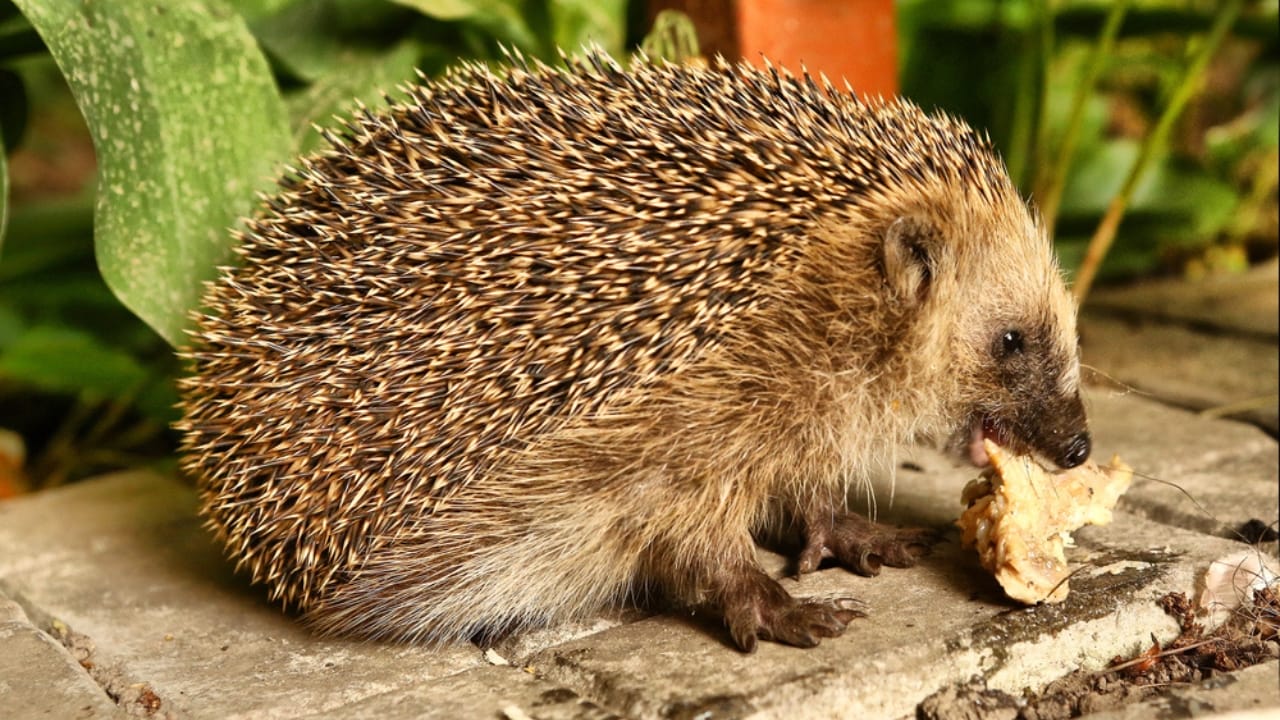 15 Hedgehog Facts That Prove They’re More Than Just Adorable Little Spikes 12 15 Hedgehog Facts That Prove They’re More Than Just Adorable Little Spikes - hedgehog eating dp114856768