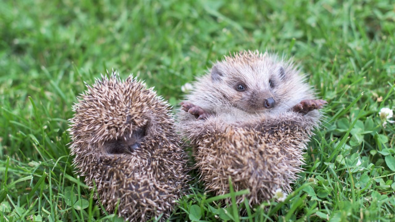 15 Hedgehog Facts That Prove They’re More Than Just Adorable Little Spikes 8 15 Hedgehog Facts That Prove They’re More Than Just Adorable Little Spikes - hedgehog hoglets dp620945164