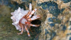 30 Unique Non-Fish Pets to Bring Life to Your Home Aquarium 1 30 Unique Non-Fish Pets to Bring Life to Your Home Aquarium - hermit crab dp62346287