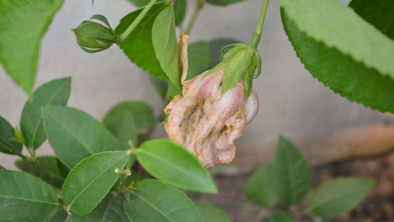 12 Easy Tricks for Thriving Hibiscus Plants - hibiscus deadhead ss2054490815