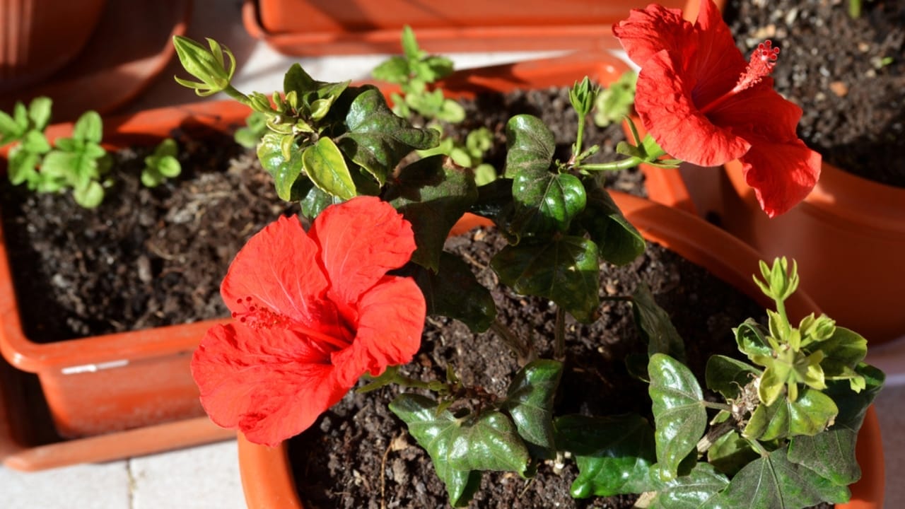 12 Easy Tricks for Thriving Hibiscus Plants - hibiscus in pot ss1933801745