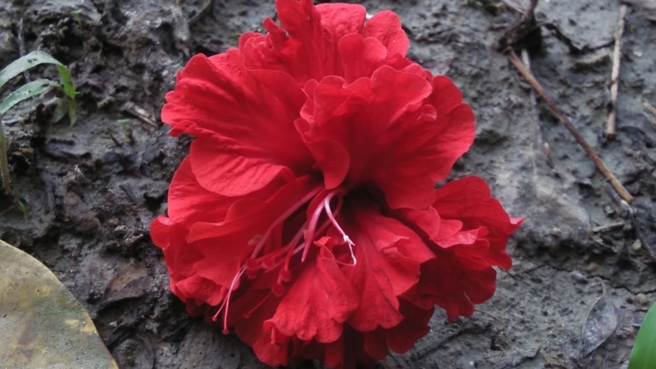 12 Easy Tricks for Thriving Hibiscus Plants - hibiscus in soil ss2444387697