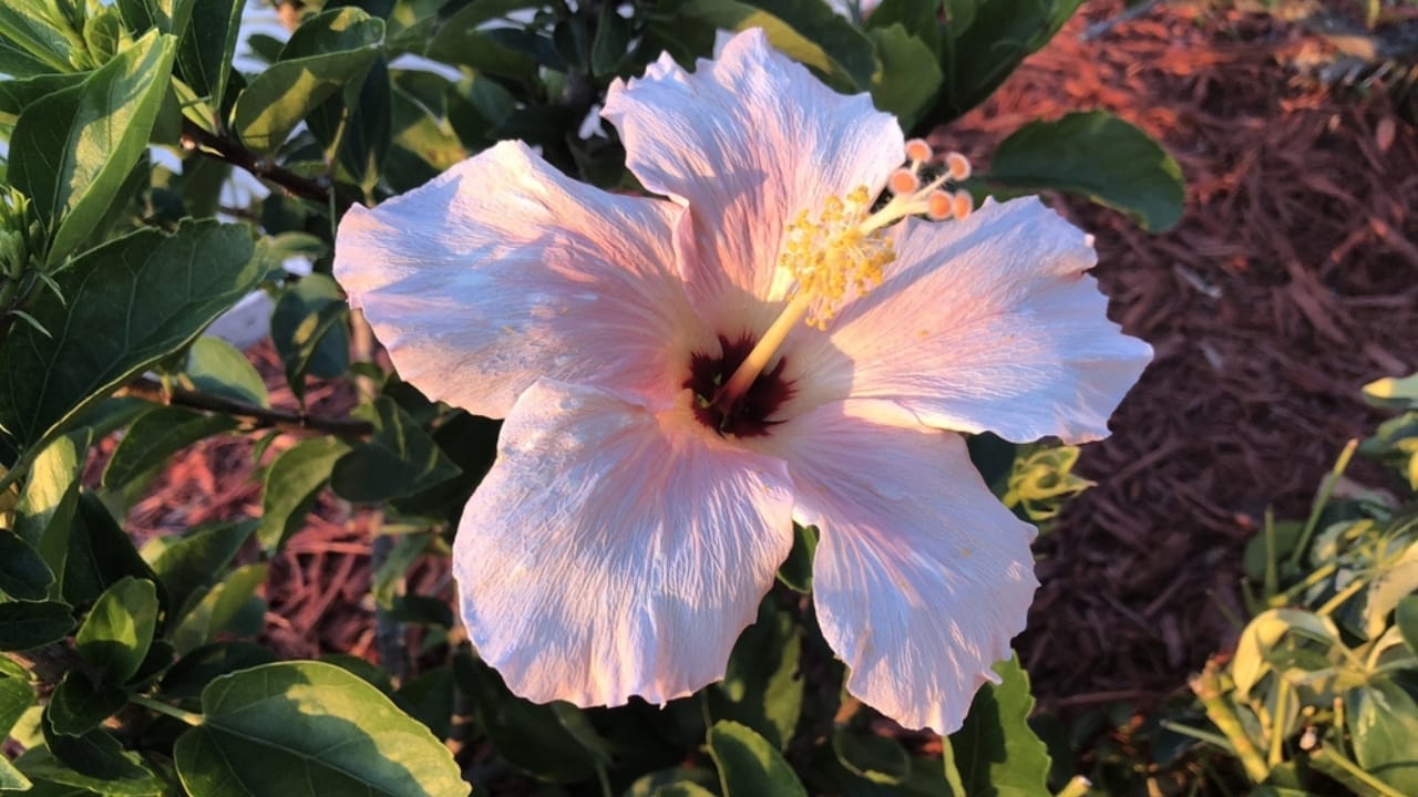 12 Easy Tricks for Thriving Hibiscus Plants - hibiscus mulch ss2156892369