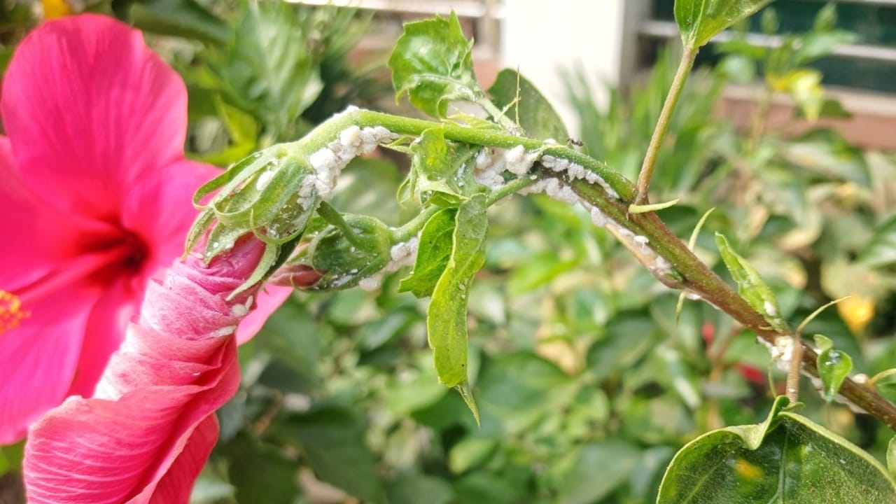 12 Easy Tricks for Thriving Hibiscus Plants - hibiscus pests ss2509236707