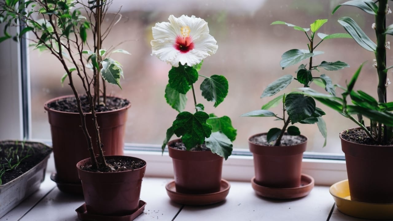 12 Easy Tricks for Thriving Hibiscus Plants - hibiscus white ss2145344277