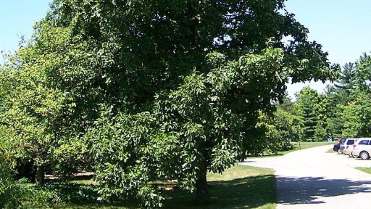 20 Trees That Could Be Your Lifeline in a Survival Situation 10 20 Trees That Could Be Your Lifeline in a Survival Situation - hickory tree wc